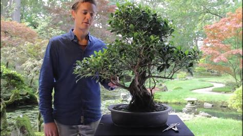 46+ Bonsai Ficus Ginseng Cura Pics - Hobby plan