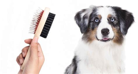 Australian Shepherd Grooming: How to Care for Your New Pup