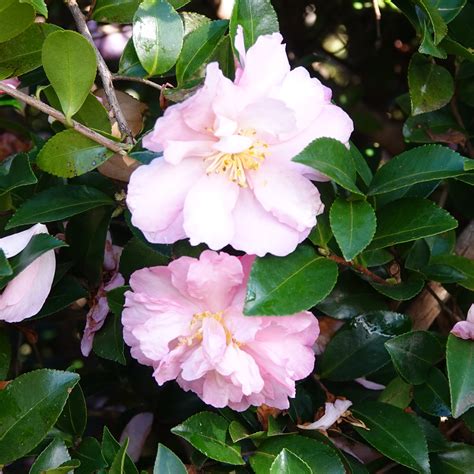 Camellia sasanqua Shell Pink