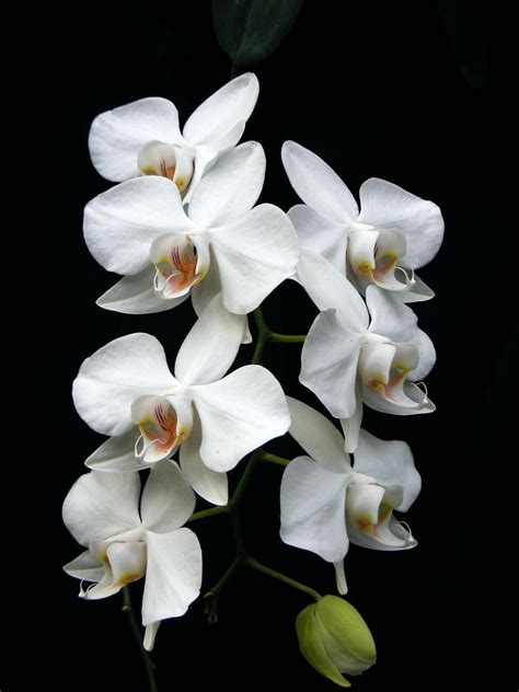 Phalaenopsis: a photographic compendium of Philippine species