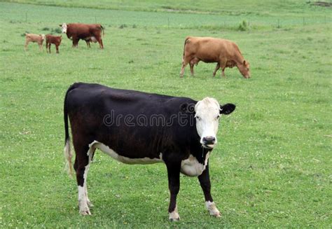 Holstein dairy farm stock image. Image of hereford, clouds - 8210701