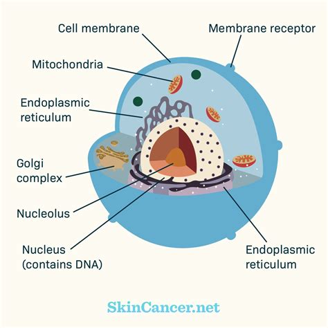 Using targeted therapy for skin cancer treatment | SkinCancer.net