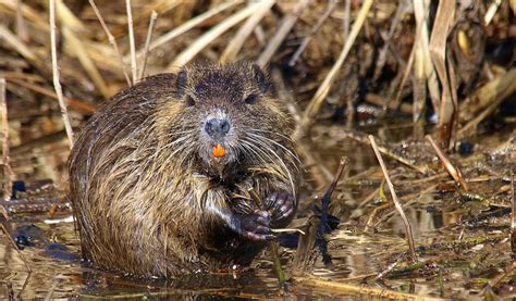 Arkansas Furbearing Rodents: Beaver, Nutria, Muskrat and Groundhog - Only In Arkansas