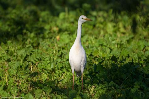 Israel Bird Photography Tours - The Israel Guide Photo Tours