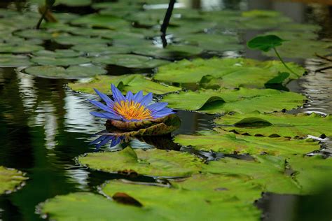 Quiet Lily Pond With Blue Water lily Photograph by Garry Gay - Fine Art America