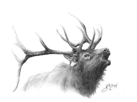 Pencil Drawings: Elk Drawings In Pencil