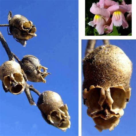 These are what the dried seed pods of snapdragons look like..so interesting! | Snapdragon ...