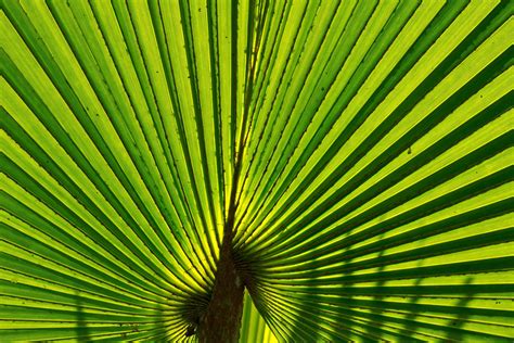 palm leaf background 10943958 Stock Photo at Vecteezy