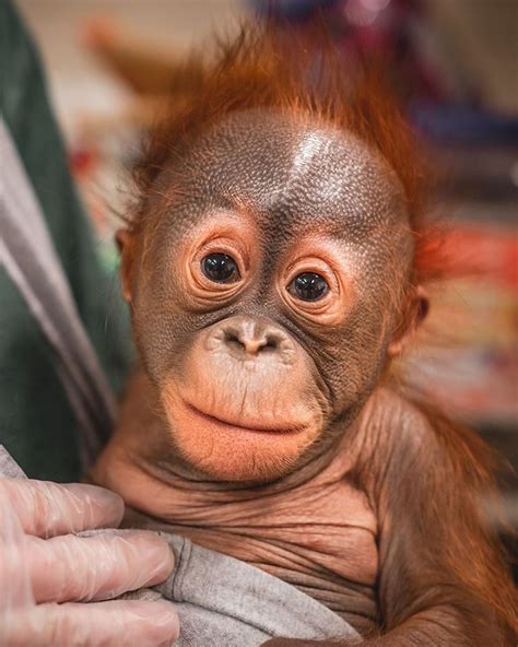 Zoo announces birth of adorable baby orangutan - pennlive.com