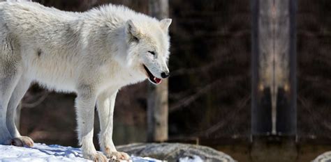 Baffin Island Wolf | Wolf Stuff