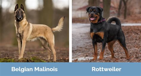 Belgian Malinois vs. Rottweiler: The Main Differences (With Pictures) – KeyPetCare.com