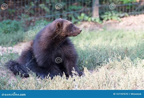 Grizzly Bear Cub Sitting on a Grassy Field Stock Photo - Image of ...