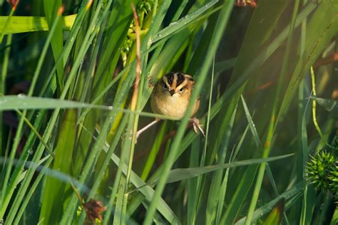 Early rise for the Aquatic Warbler | Hans Overduin Photography