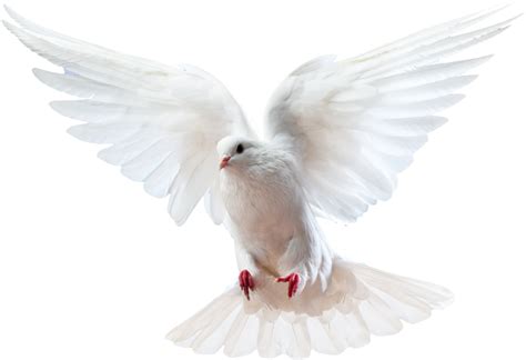 Photo by Armanda V | Flying pigeon, Pigeon, Pigeon png