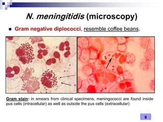 Medical Microbiology Laboratory (Neisseria spp.) | PPT