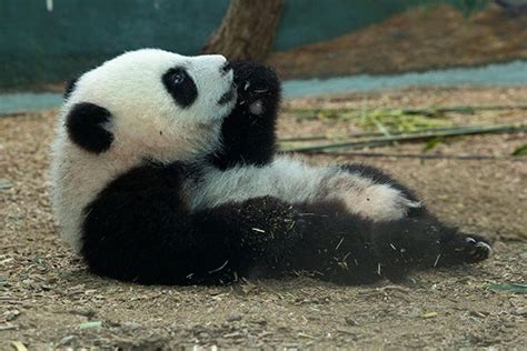 one of the twins.... | Panda cam, Atlanta zoo, Panda