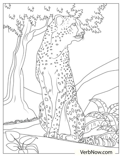 Cheetah Coloring Pages For Adults