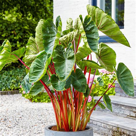 Colocasia esculenta Hawaiian Punch | K. van Bourgondien