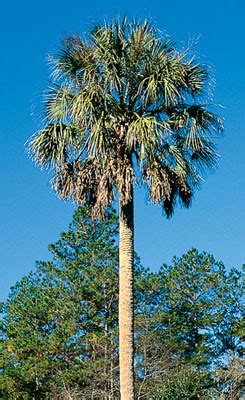 State Tree - Florida Department of State