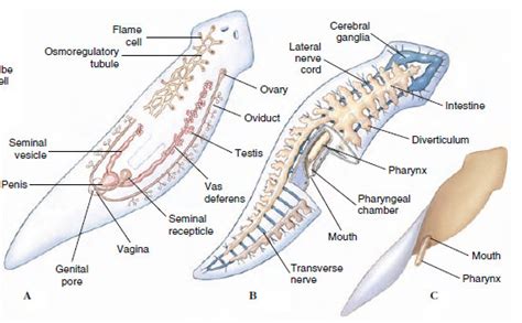 Phylum Platyhelminthes | Acoelomate Animals | The Diversity of Animal Life