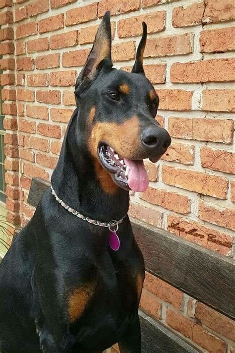 I just wish his ears were'nt cropped #dobermanpinscher | Доберман щенки ...