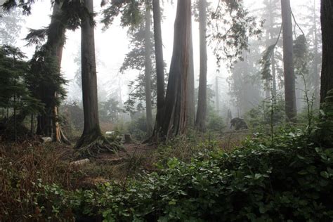 5184x3456 cycling, path, misty, fog, forest road, wilderness, foggy forest, forest floor, Public ...