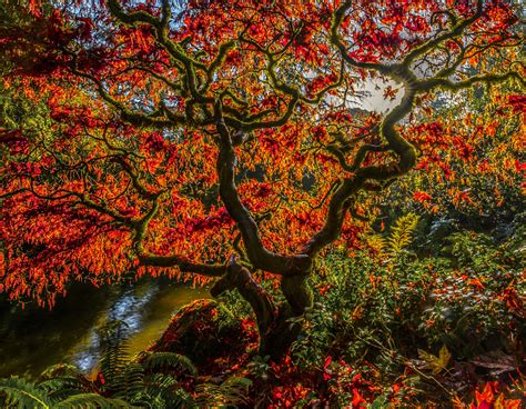 Beauty in all things... - Japanese Maple in full fall colours Mark Bowen