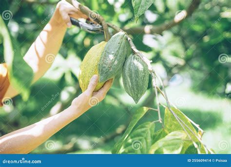 Farmer Harvest Cacao Bean Fruit Cocoa Pod from Tree Stock Photo - Image of ripe, tropical: 255609414