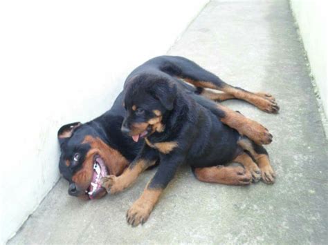 Pin by Pamela Lowrance on Rottweilers | Rottweiler love, Dog love, Dogs and puppies