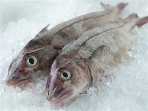 Why You Should Try Haddock | Glasgow's Fish Plaice