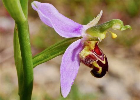 The Bee Orchid Has Flower Petals - Sevilla Lanueva