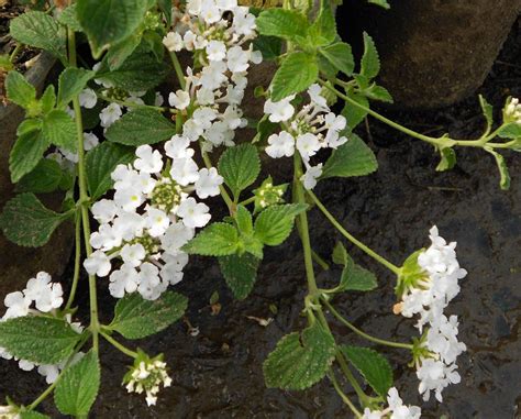 Lantana montevidensis 'Spreading White' - Boething Treeland Farms