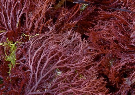 Seaweed Gracilaria for Agar-Agar Market - Fresh Seaweed Suppliers ...