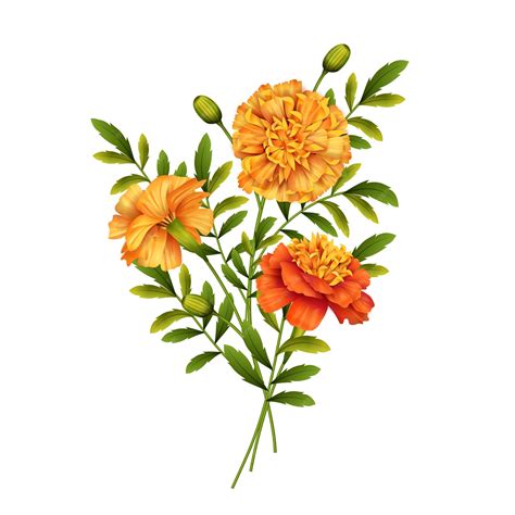 Premium Vector | Marigold flowers design