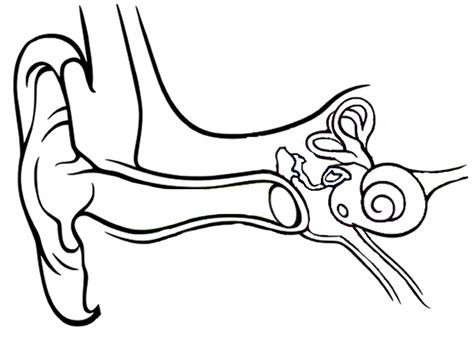 Anatomy Of The Ear Coloring Worksheet Answer Key - Human Anatomy