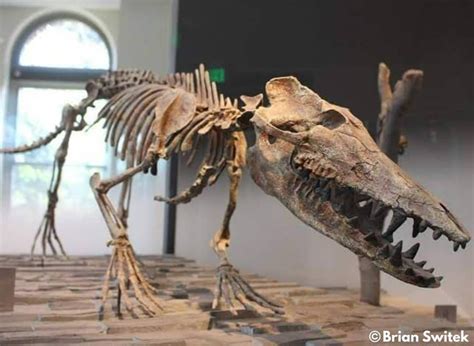 Pakicetus is an extinct genus of ancient cetaceans (Archaeoceti) which ...