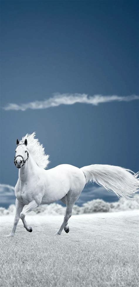 Beautiful Horse Wallpapers