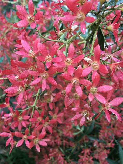 Ceratopetalum gummiferum. New South Wales Christmas Bush | Australian native flowers, Australian ...