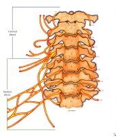 Nerve Pain: Transverse Cervical Nerve Pain