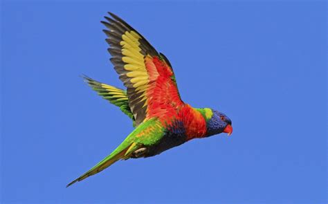 Rainbow Lorikeet Facts, Pet Care, Diet, Price, Pictures