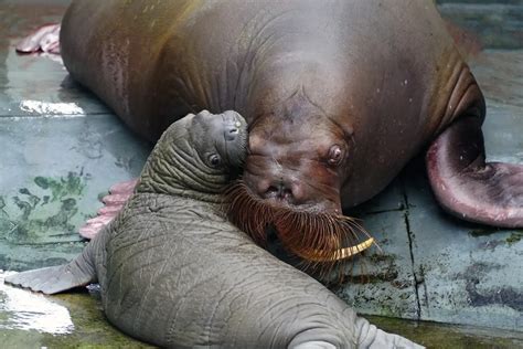 SeaWorld Orlando Proudly Welcomes Whiskered Baby Walrus | Chip and Company