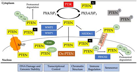 Biomolecules | Free Full-Text | Nuclear PTEN’s Functions in Suppressing Tumorigenesis ...