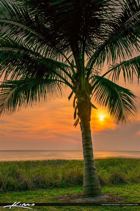 Naples Florida Coconut Palm Tree at Sunset | HDR Photography by Captain Kimo