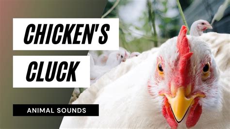 Chicken's Cluck - chicken sounds - learn clucking sound effects of chickens and hens - YouTube