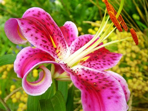 Lilies Wallpaper - WallpaperSafari