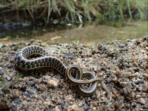 Black-necked Garter Snake (Thamnophis cyrtopsis), in the Big Sandy... | Download Scientific Diagram