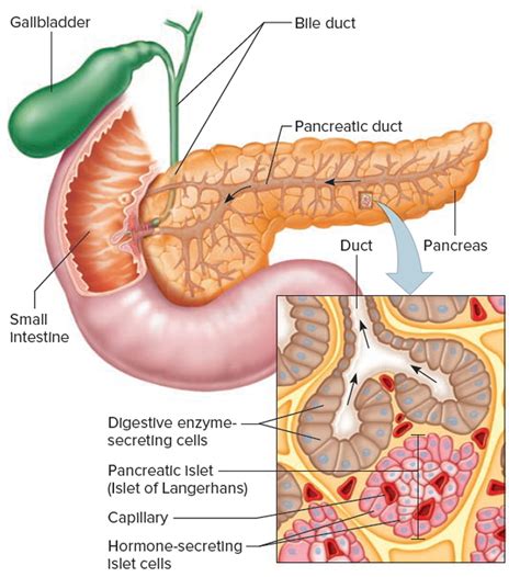 pancreas anatomy - Google Search | Pancreas, Pancreatic, Duct