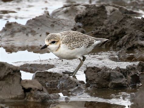 Chestnut-banded Plover - eBird