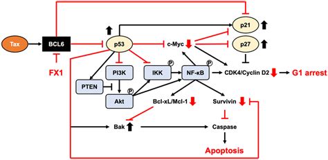 Mechanism of action of BCL6 inhibitor FX1 | Download Scientific Diagram