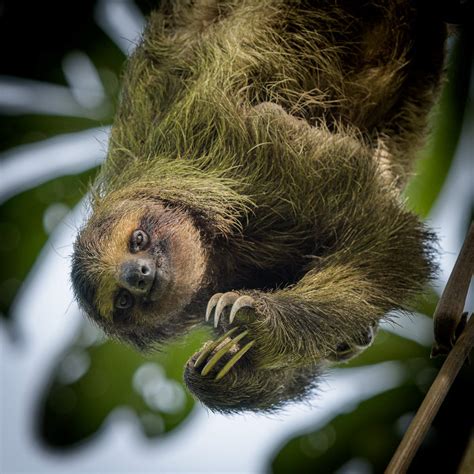 Discover The Wildlife of Panama - Jason P. Odell Photography